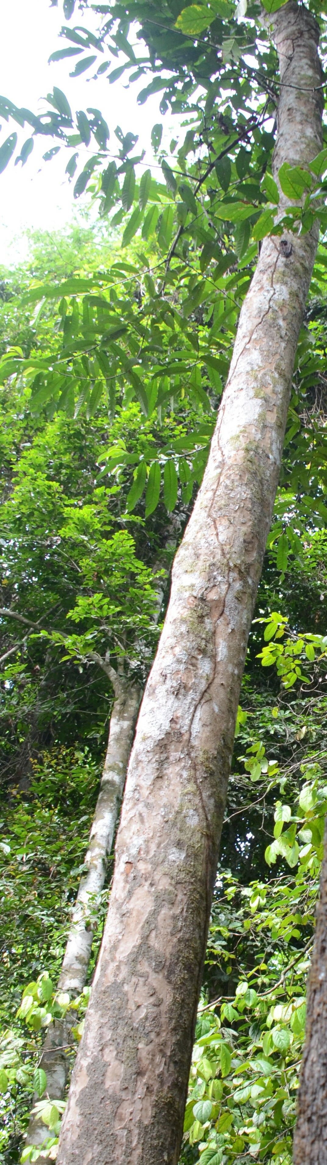 Knema scortechinii habit
