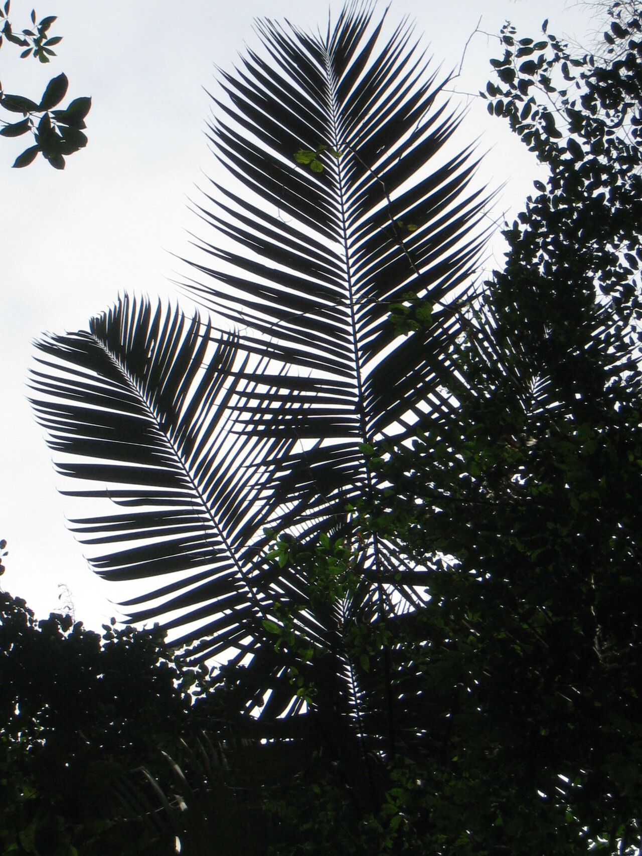 Astrocaryum rodriguesii — houseplant care guide