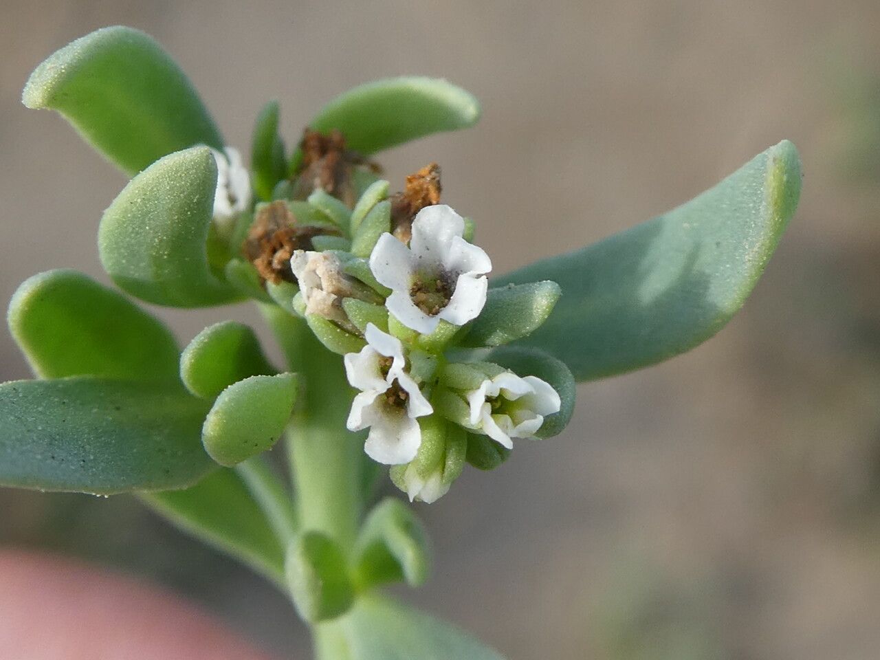 Heliotropium curassavicum flower