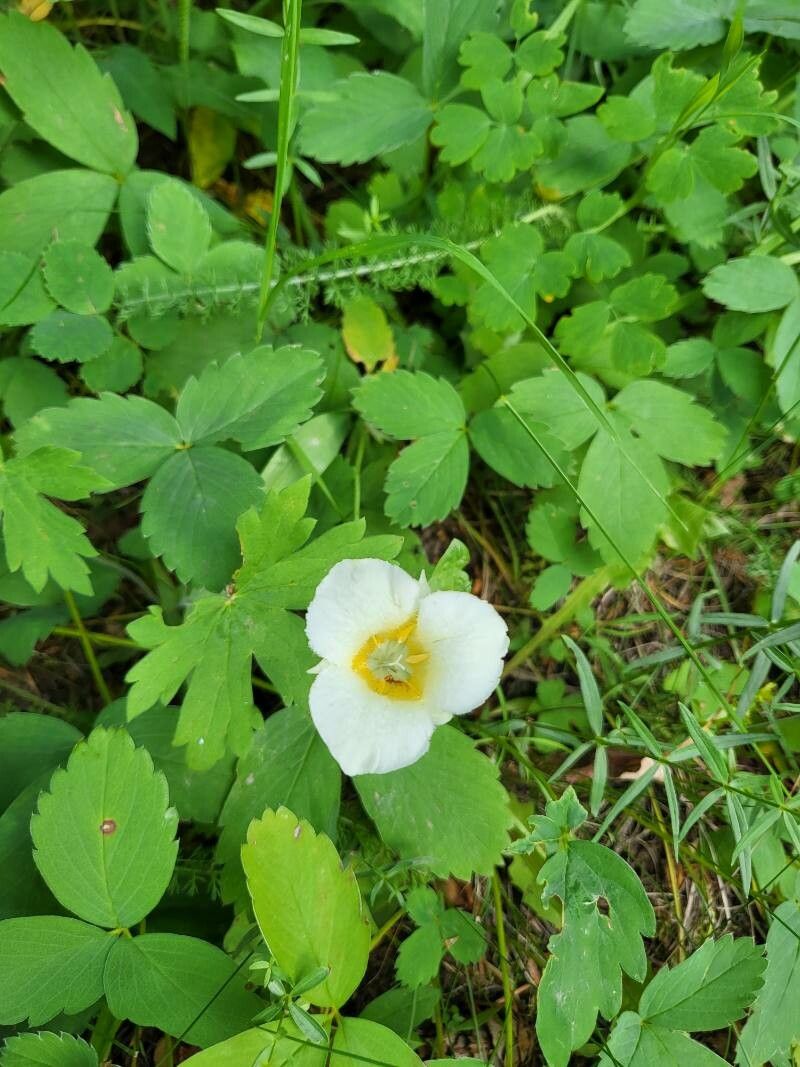 Calochortus apiculatus — related species from the same genus