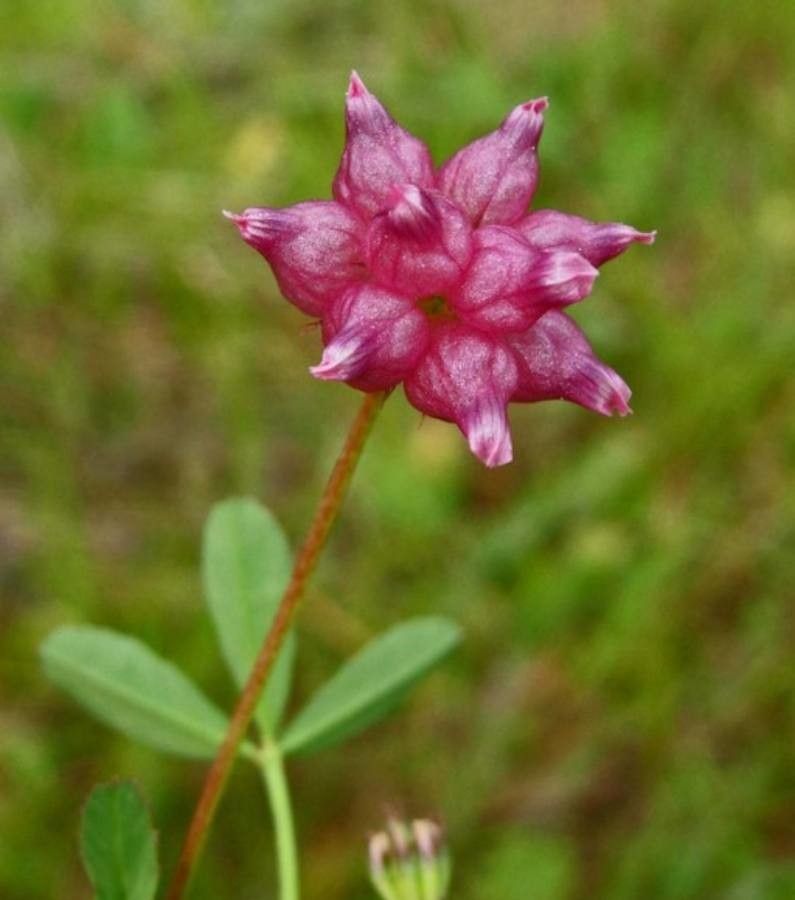 Trifolium depauperatum flower