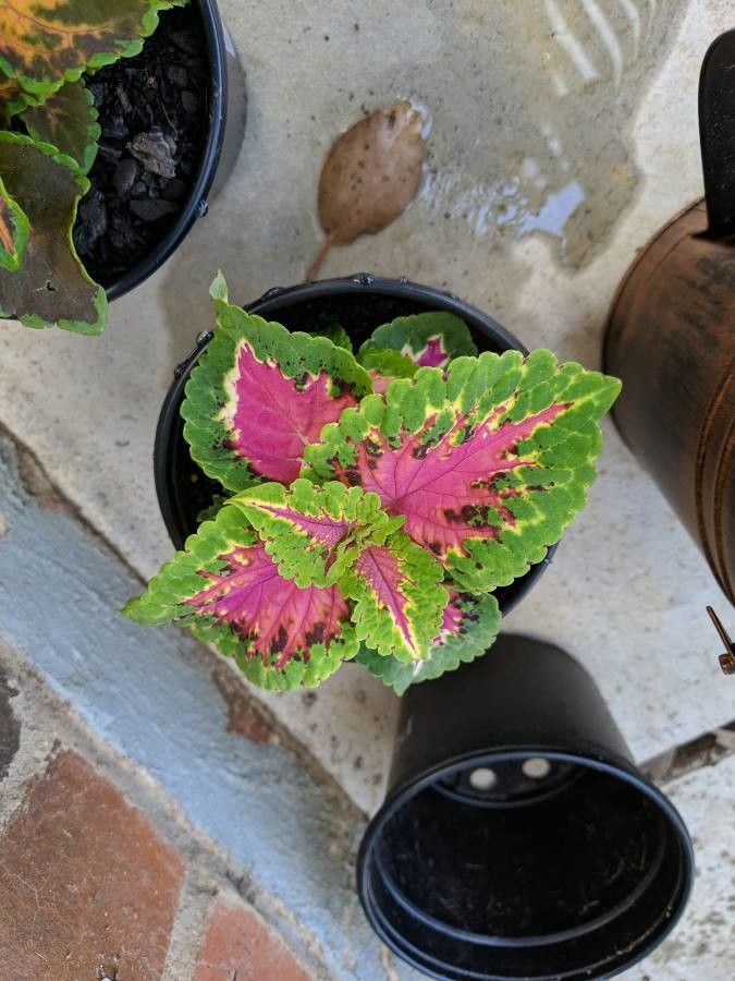 Solenostemon scutellarioides fruit