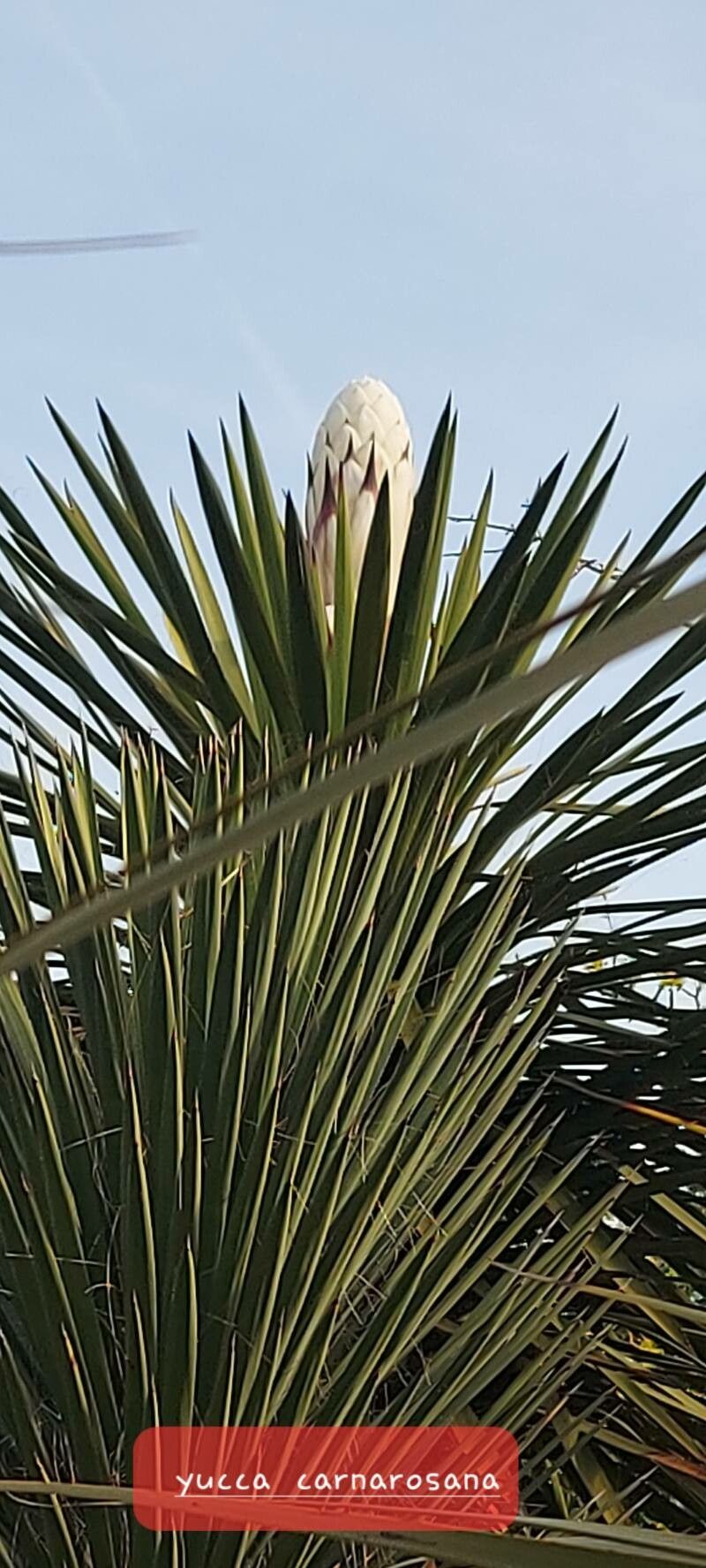Yucca carnerosana leaf