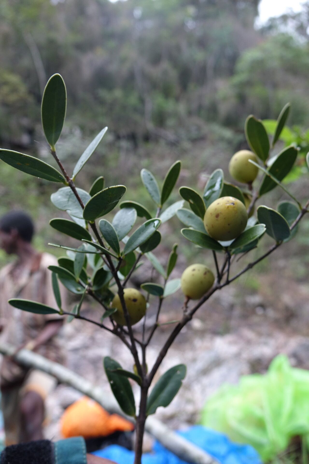 Noronhia lowryi — houseplant care guide