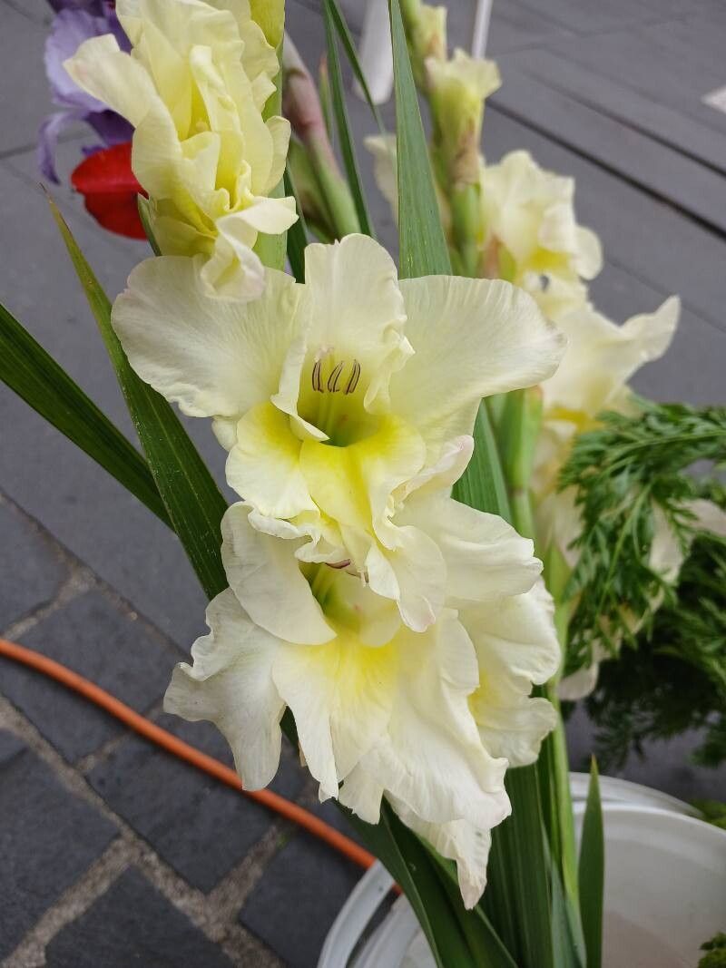 Gladiolus × hybridus flower