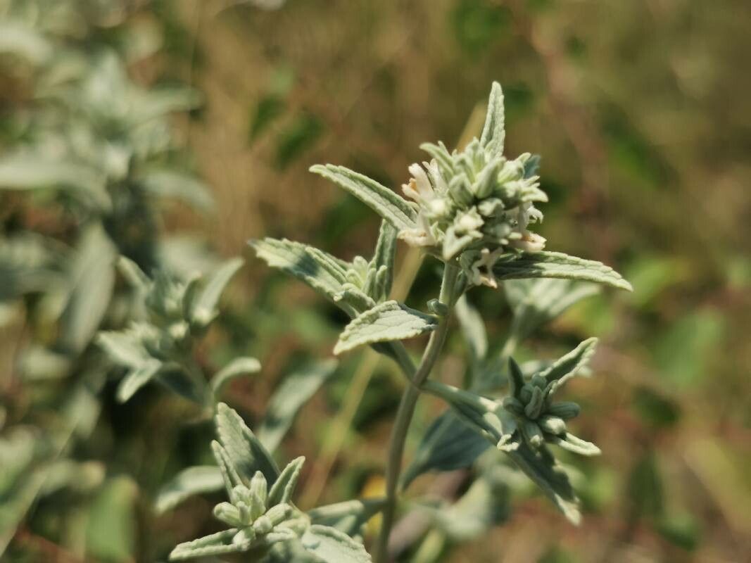 Marrubium peregrinum leaf