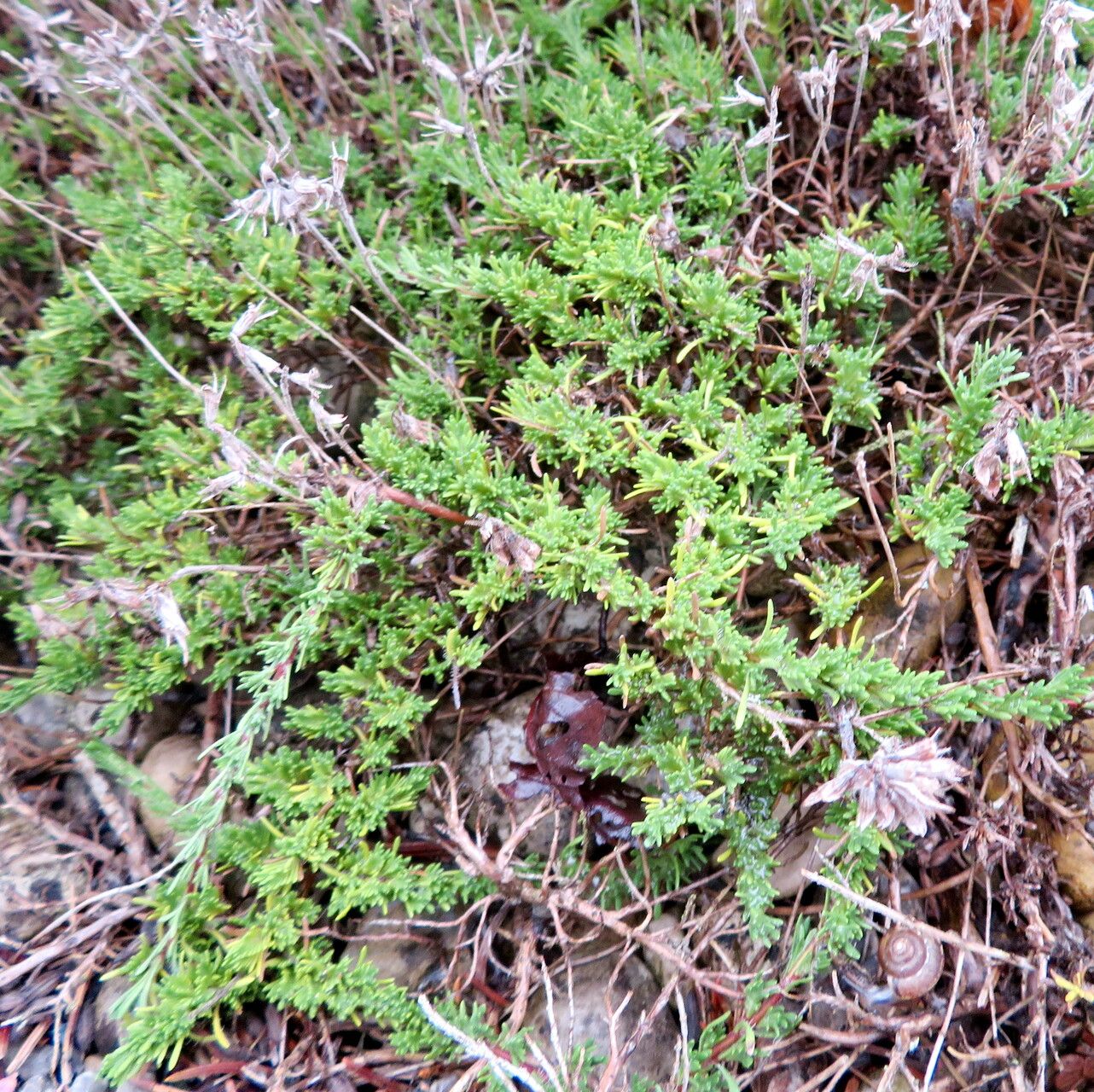 Thymus daghestanicus habit