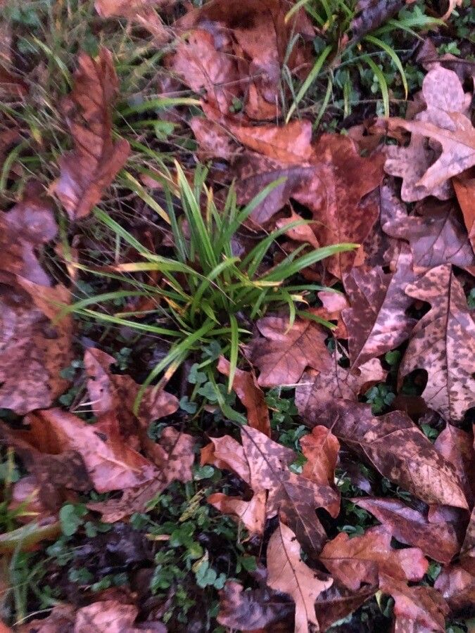Carex pedunculata — search result for 'Cyperaceae'