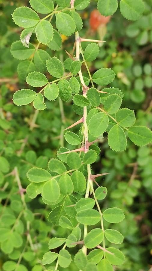 Rosa multibracteata leaf