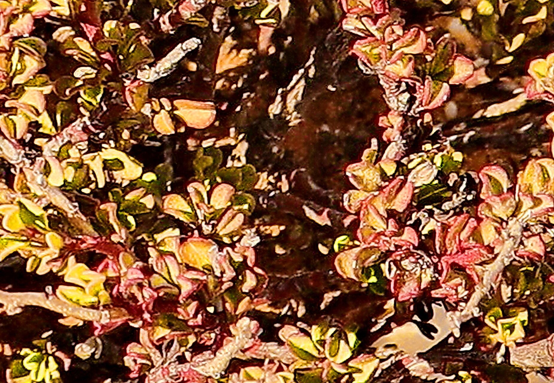 Plumbago tristis — houseplant care guide