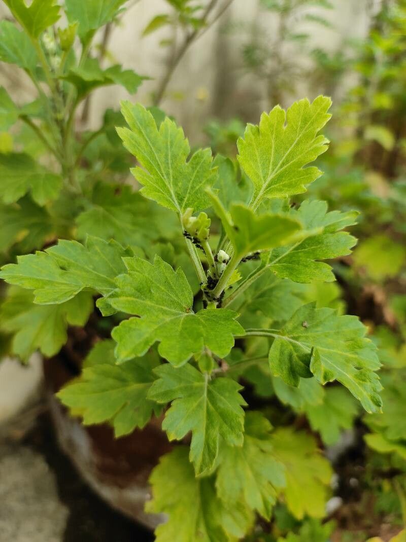 Ribes hirtellum — search result for 'Ribes'