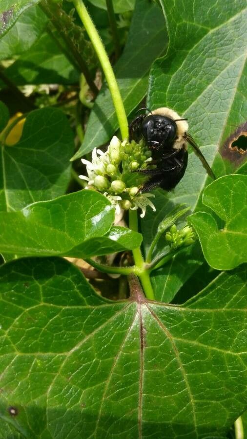 Cynanchum laeve flower