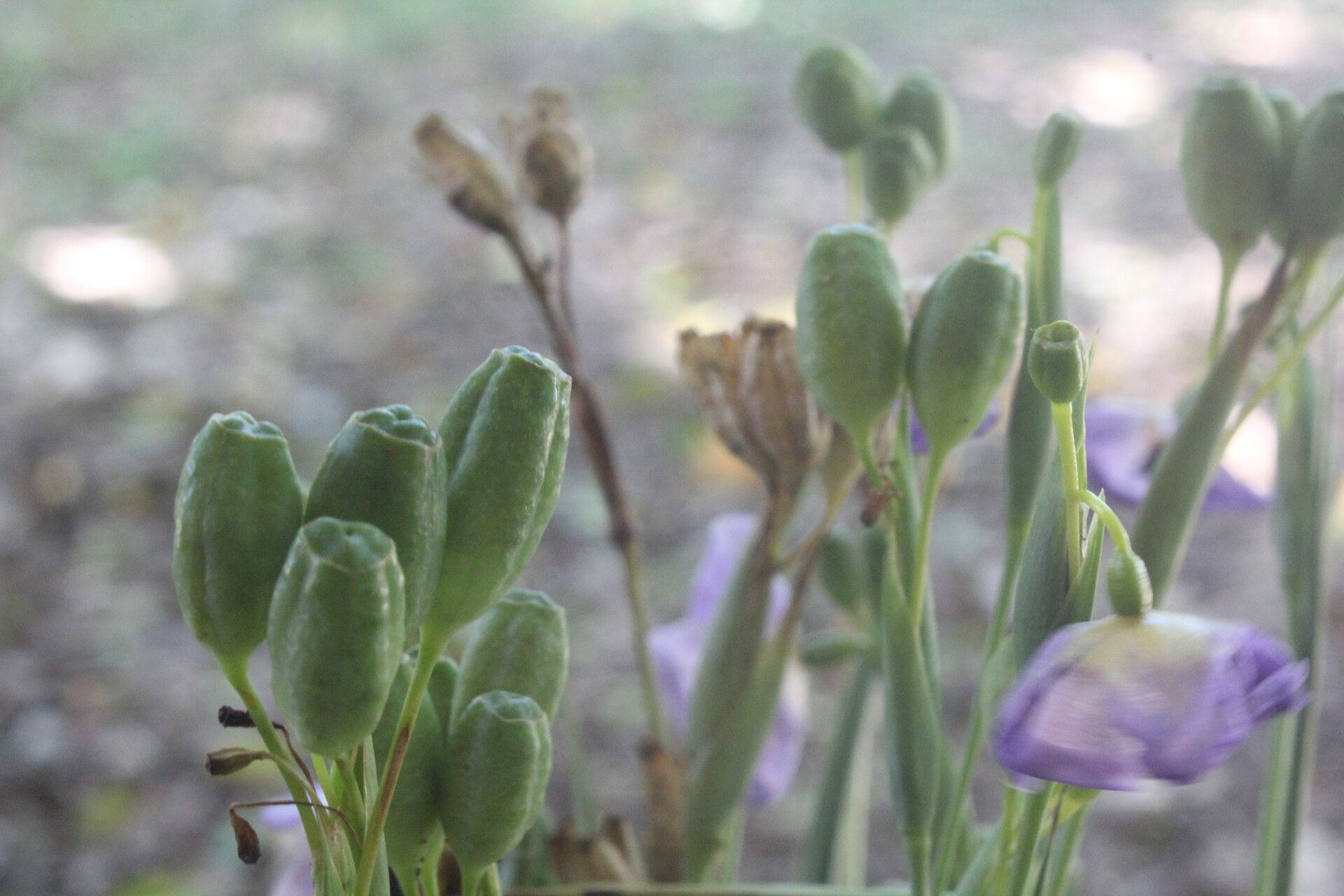 Alophia silvestris habit