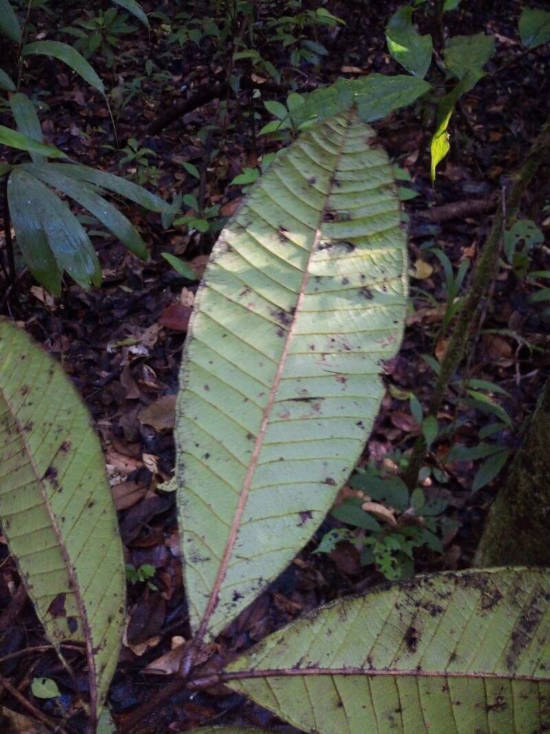Talisia furfuracea leaf