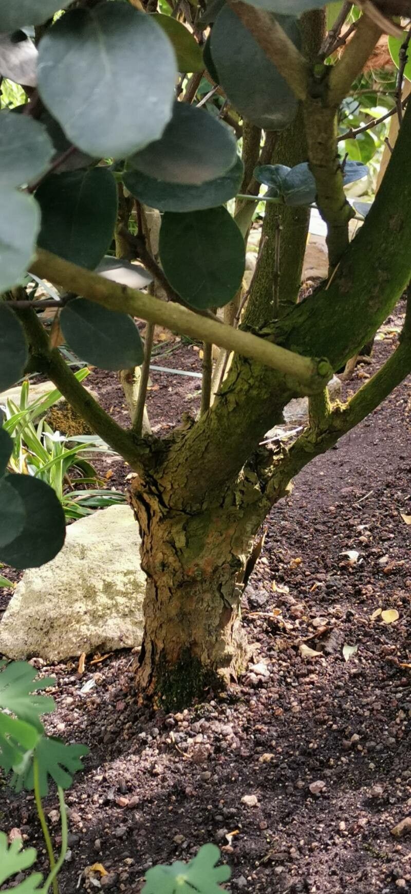 Maurocenia frangula bark