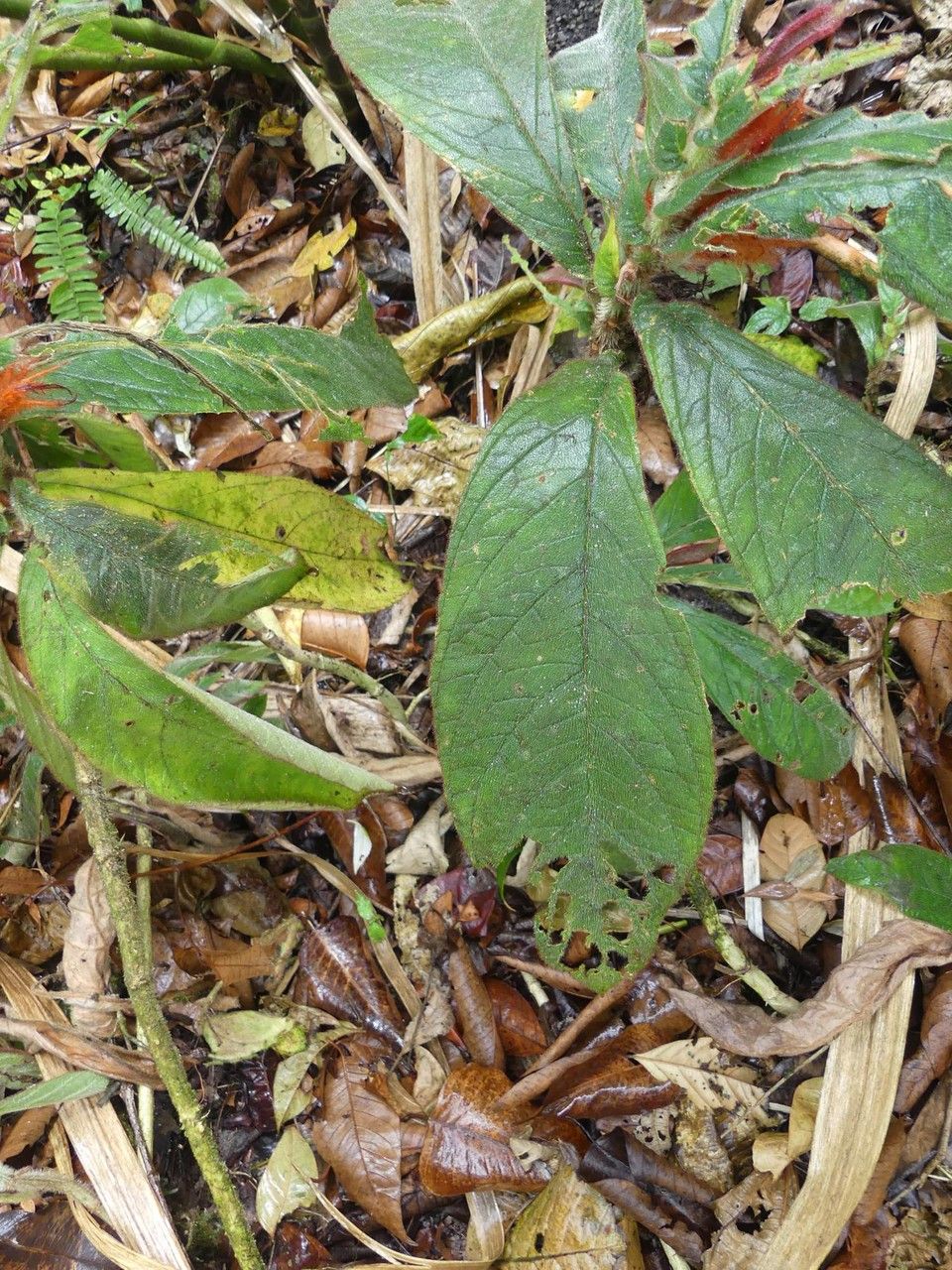 Columnea purpurata leaf