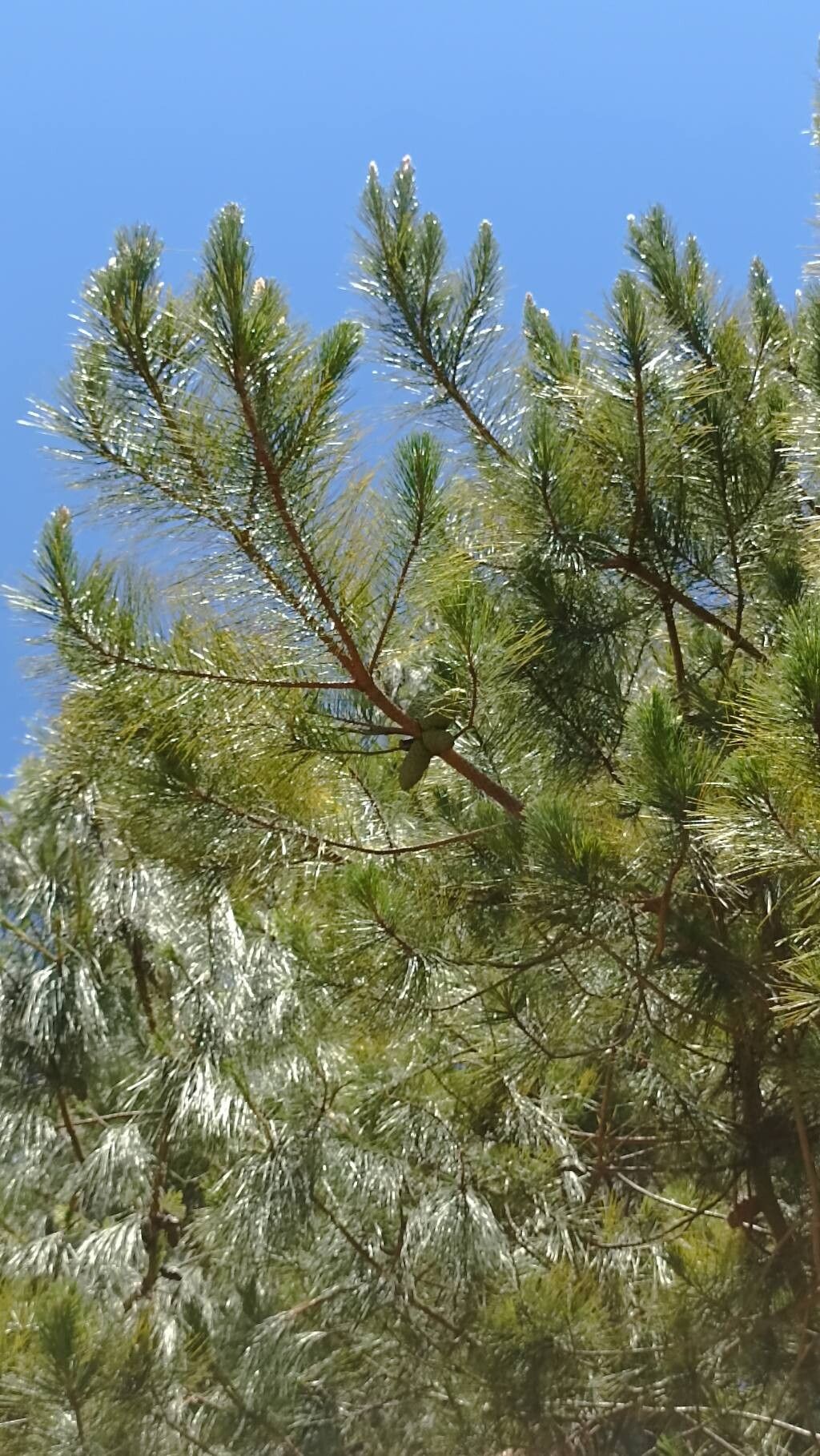 Pinus greggii — houseplant care guide