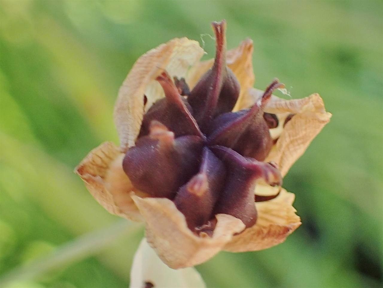 Butomus umbellatus fruit