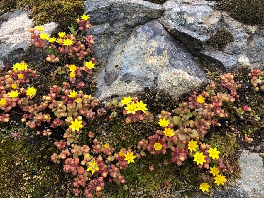 Aichryson parlatorei habit