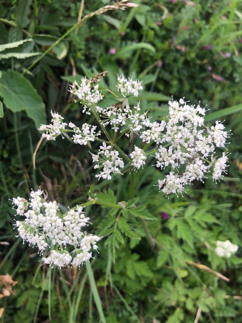 Chaerophyllum hirsutum flower