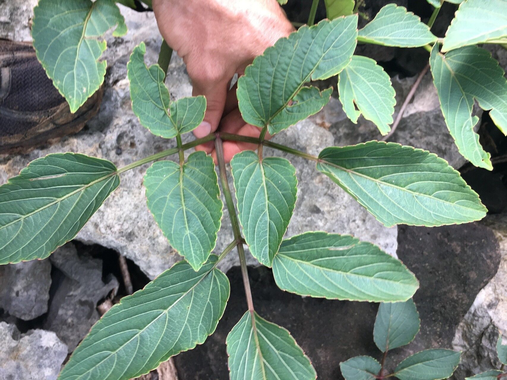 Cyphostemma caerulans — houseplant care guide