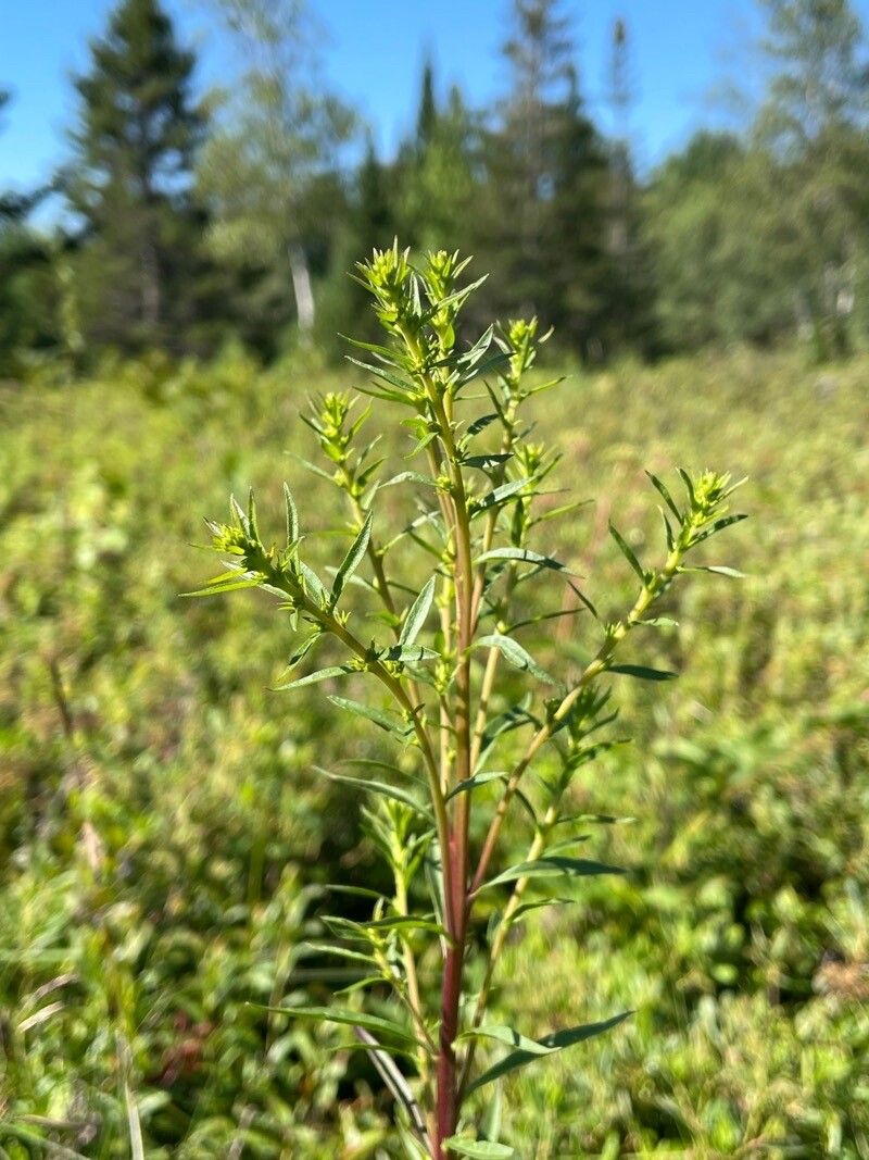 Nabalus serpentarius — related species from the same genus