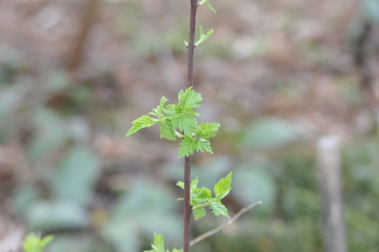 Neviusia cliftonii leaf