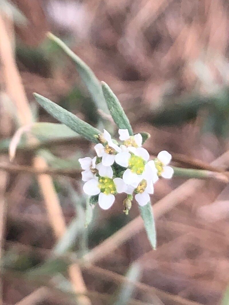 Lepidium graminifolium flower