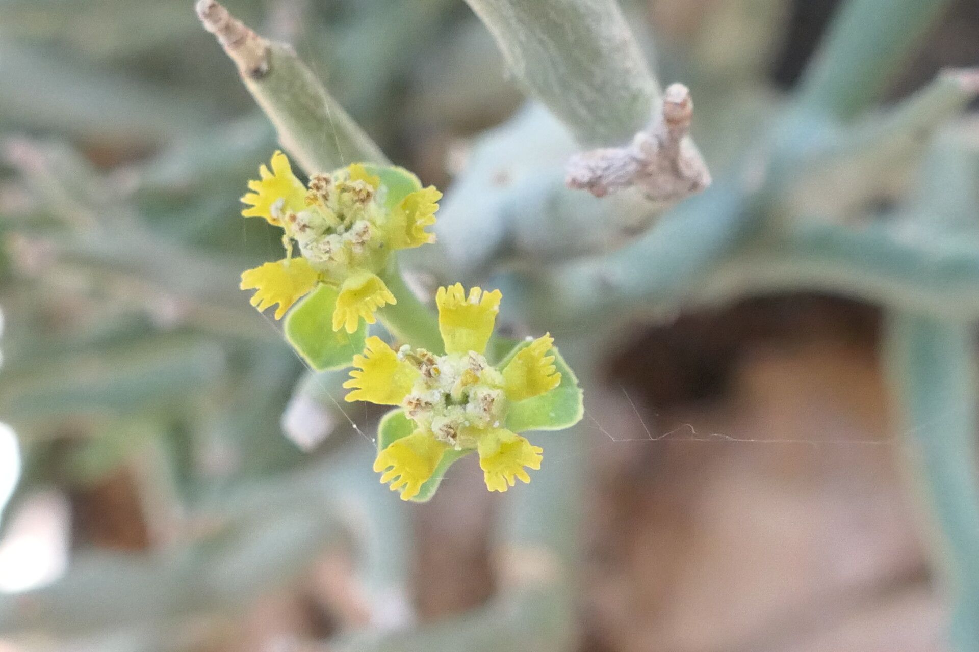 Euphorbia gariepina flower