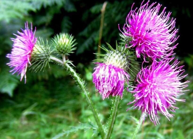 Carduus hamulosus — houseplant care guide