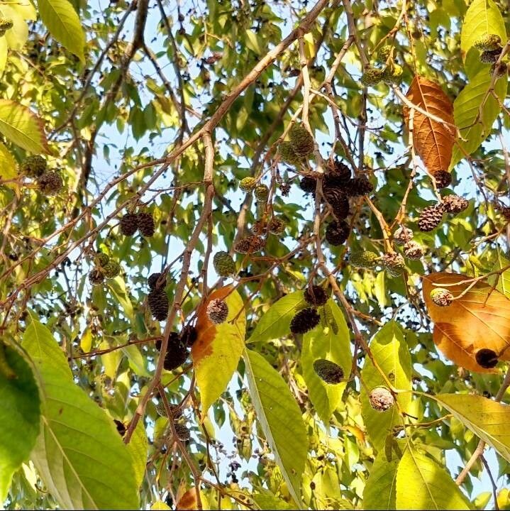 Alnus japonica fruit