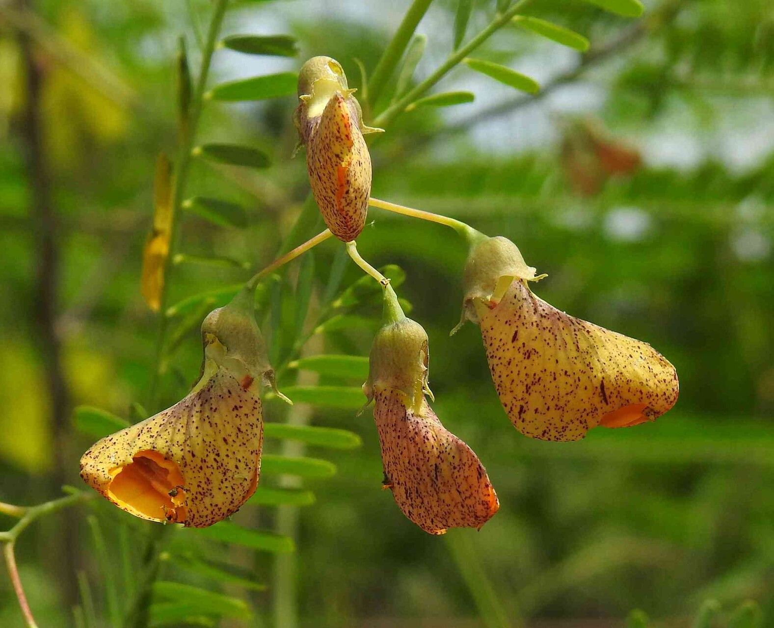 Sesbania exasperata flower