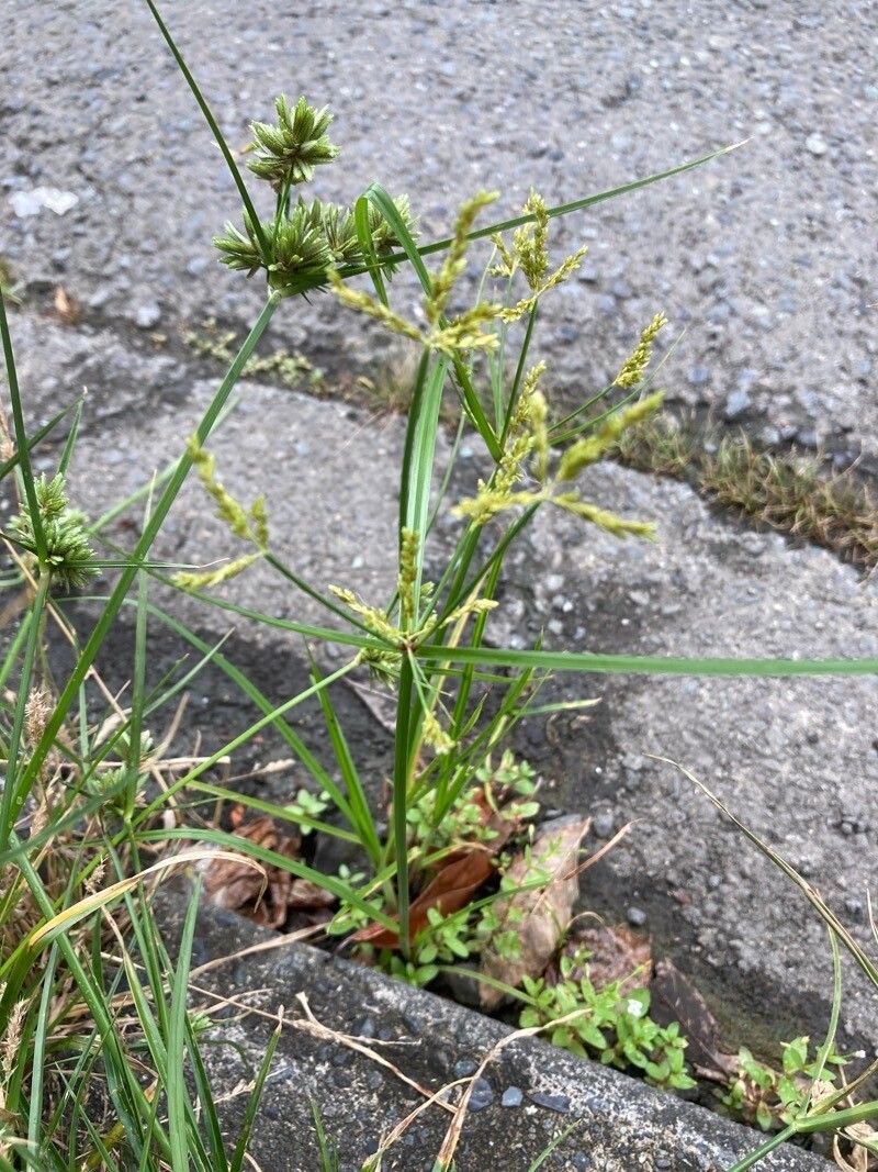 Cyperus iria habit