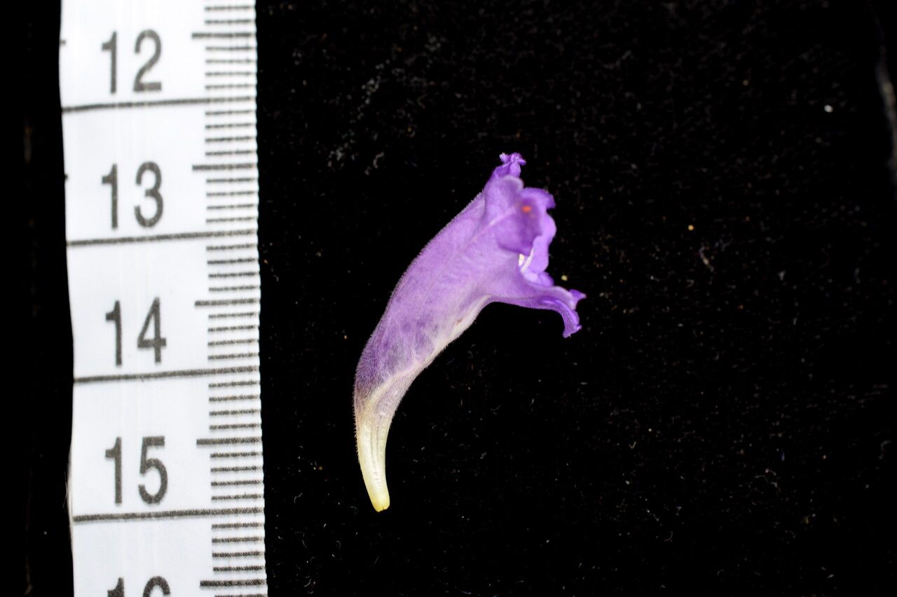 Strobilanthes thomsonii other