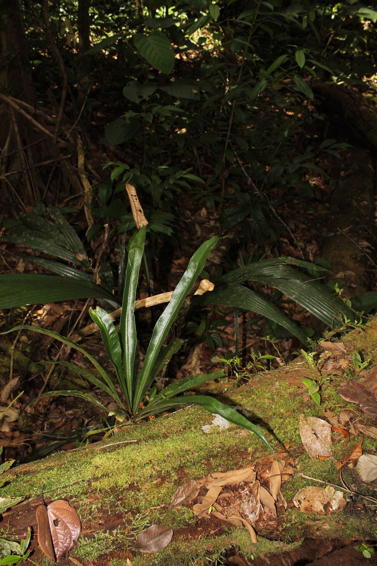 Asplenium angustum habit