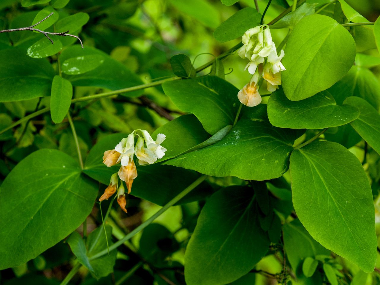 Lathyrus ochroleucus flower