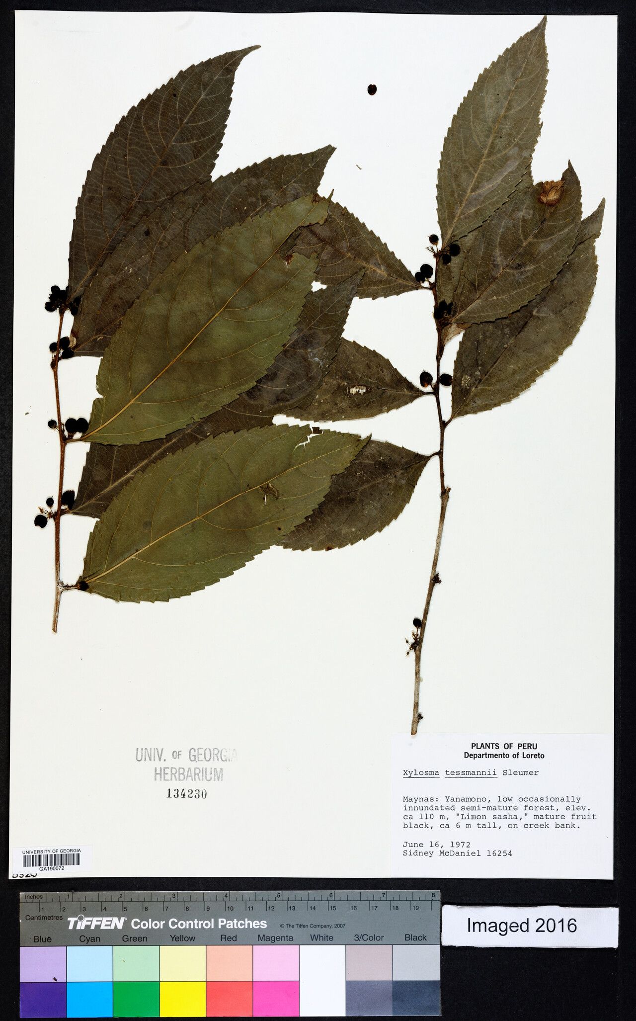 Xylosma tessmannii — search result for 'Xylosma'