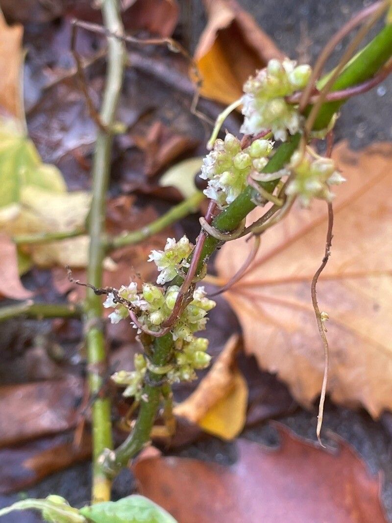 Cuscuta europaea fruit