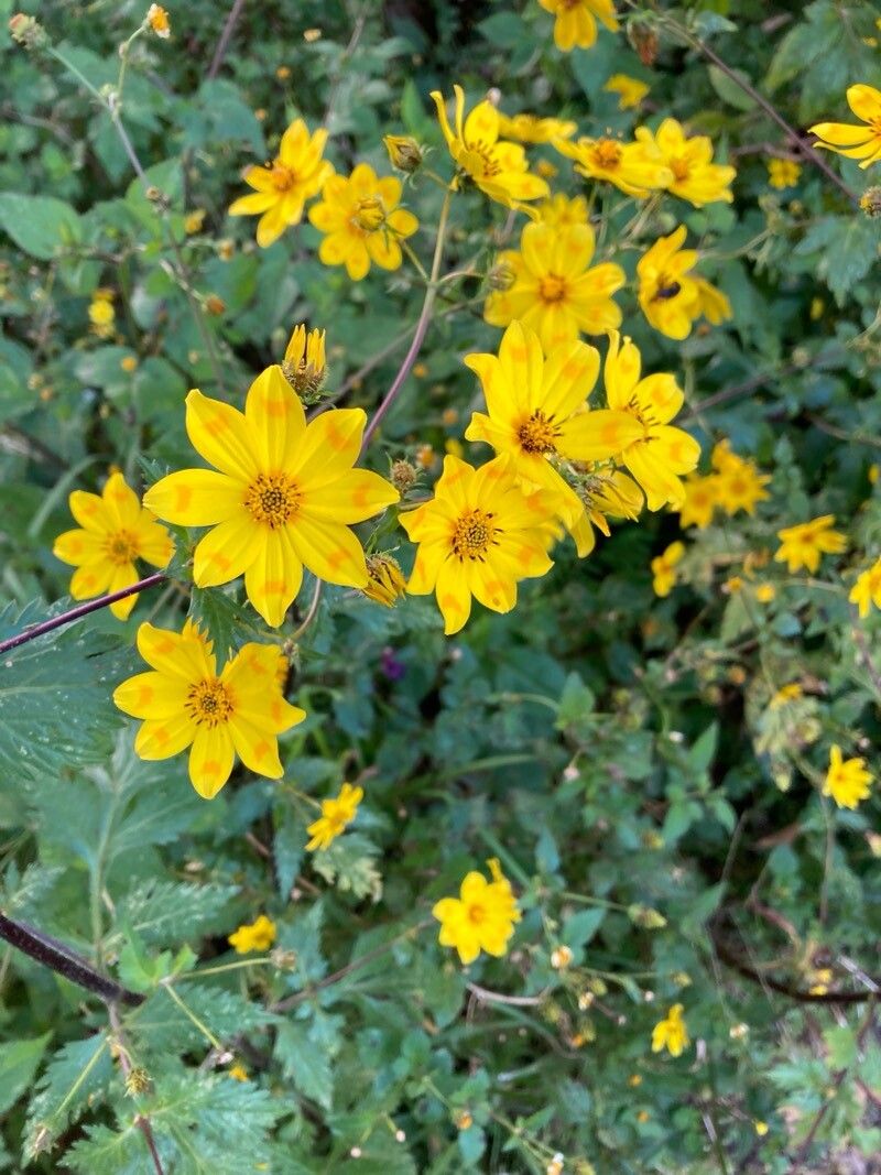 Bidens pachyloma — search result for 'Bidens'