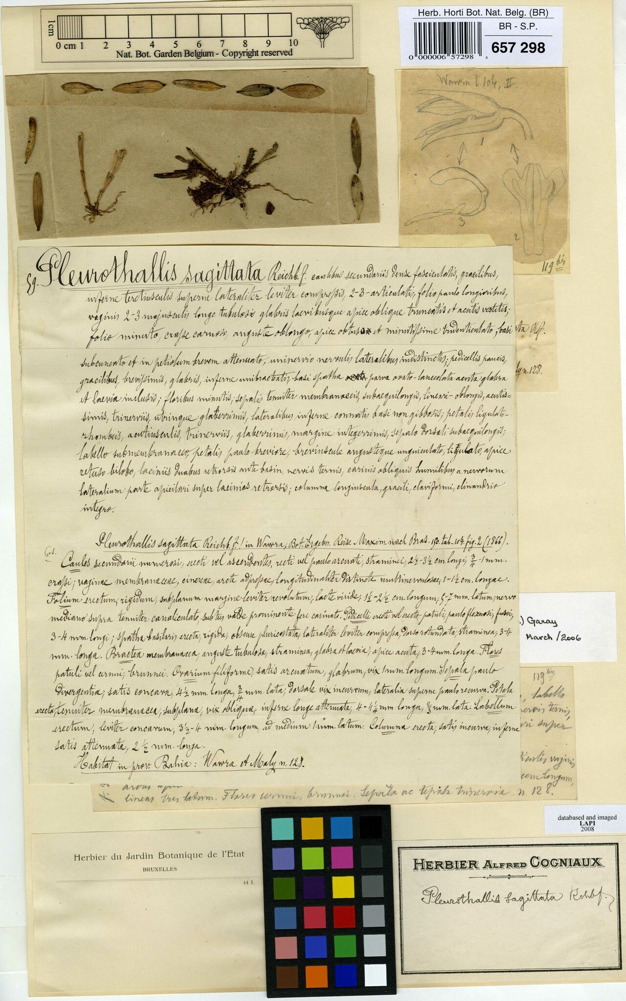 Octomeria sagittata — houseplant care guide