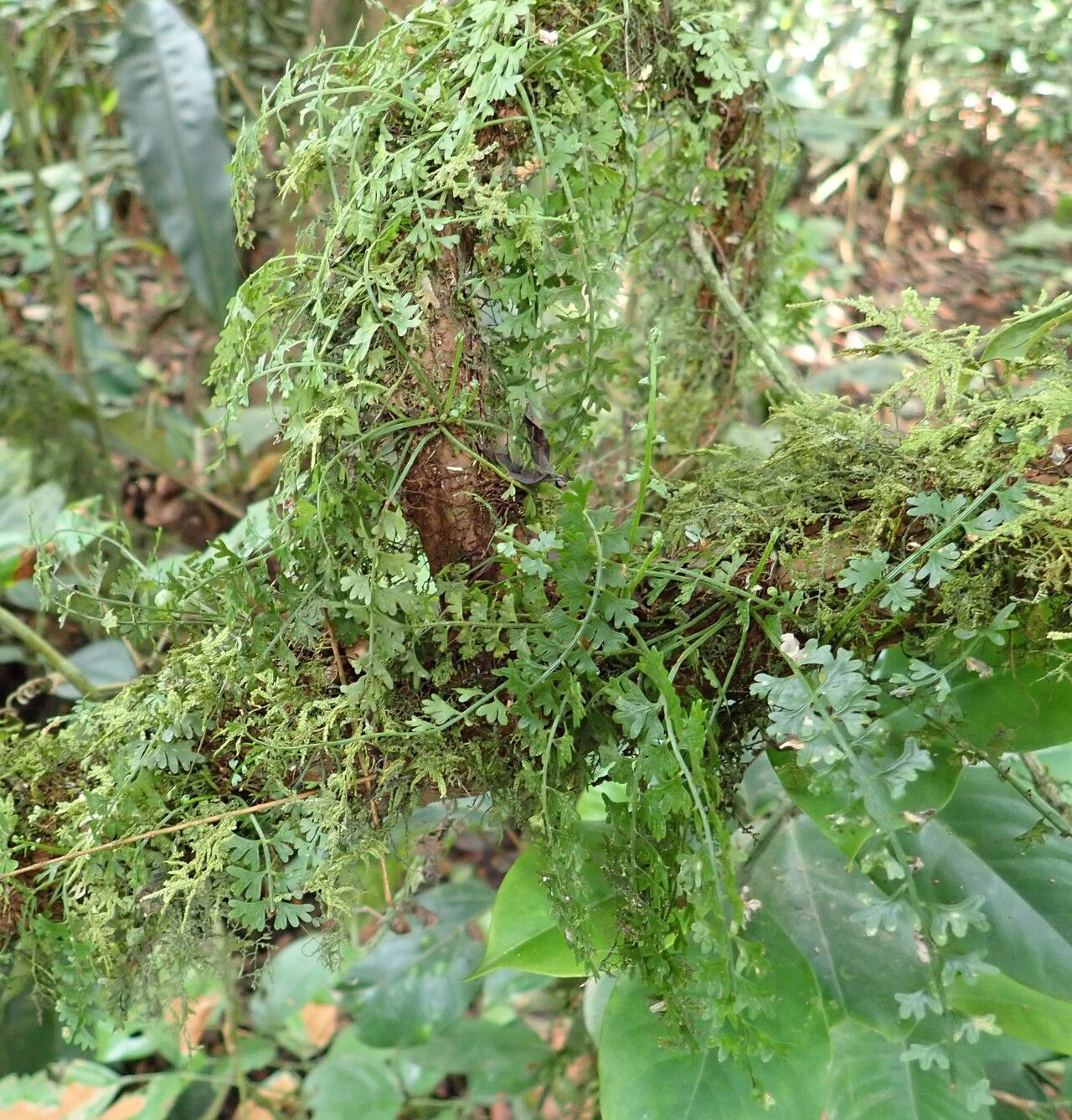 Asplenium sandersonii habit