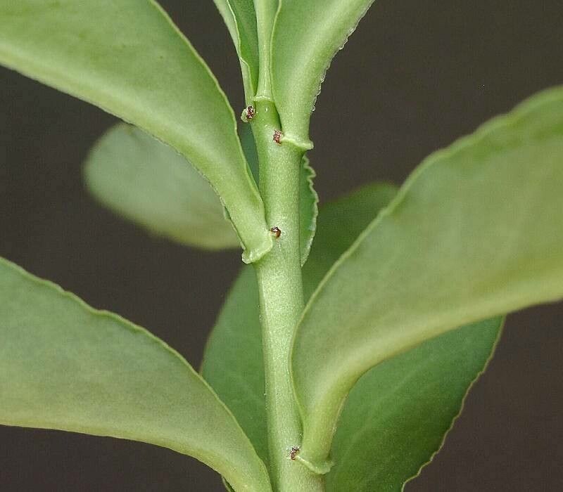 Euphorbia neoparviflora — houseplant care guide