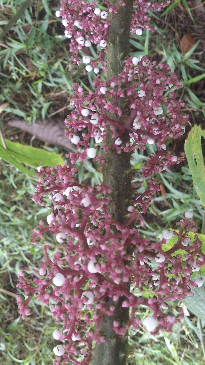 Urera baccifera fruit