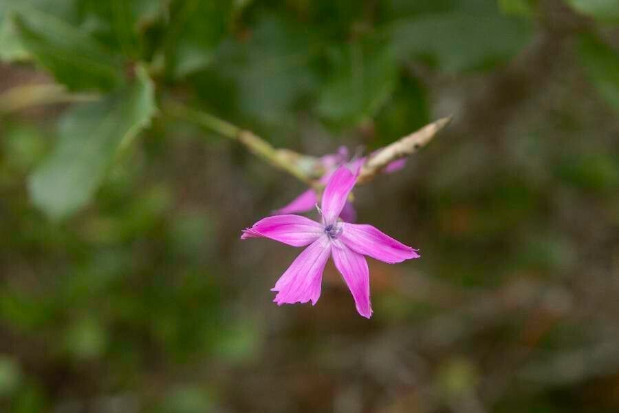 Dianthus cintranus flower