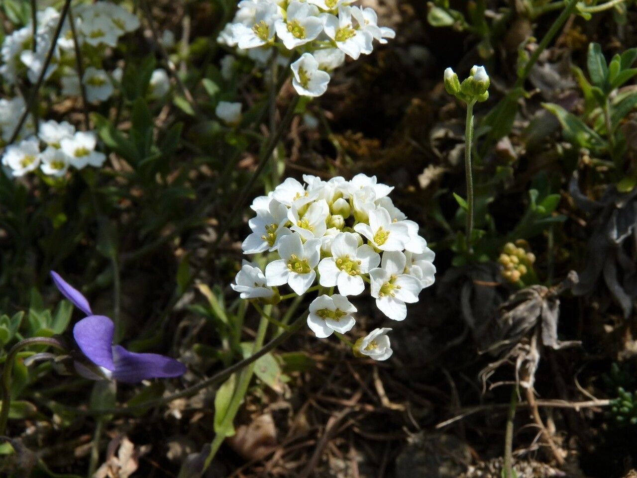 Draba hyperborea flower
