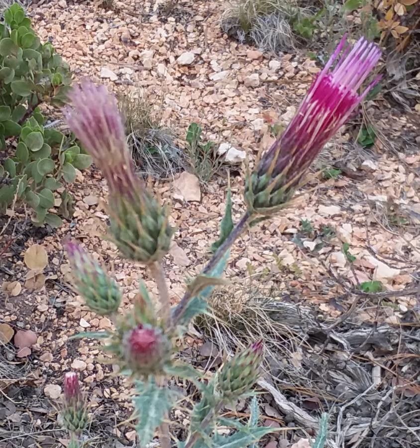 Cirsium arizonicum — search result for 'Cirsium'