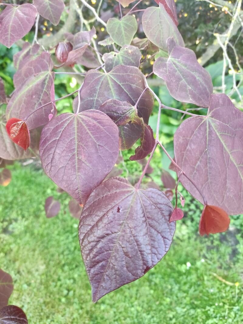 Cercis chingii leaf