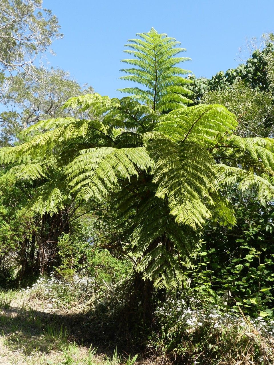 Cyathea glauca habit