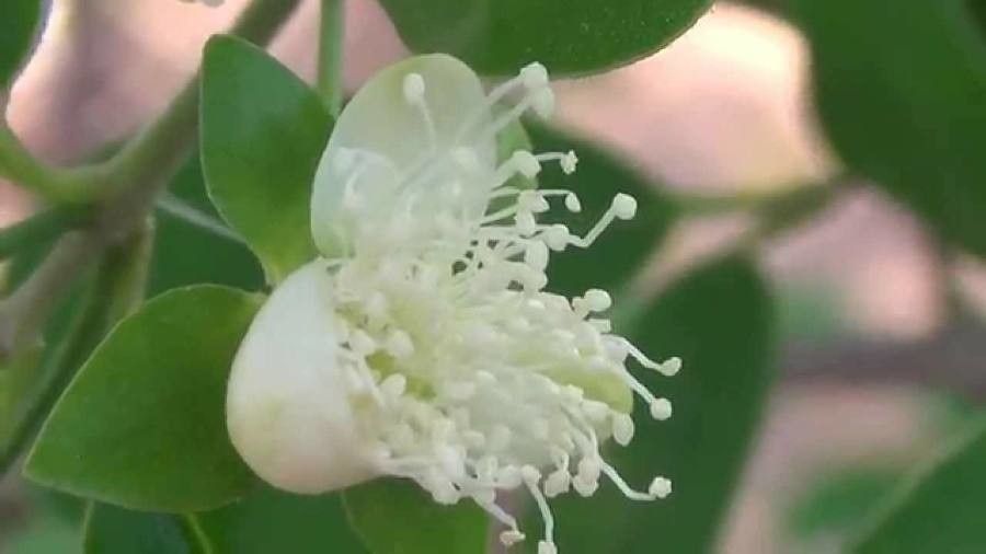 Eugenia pyriformis flower