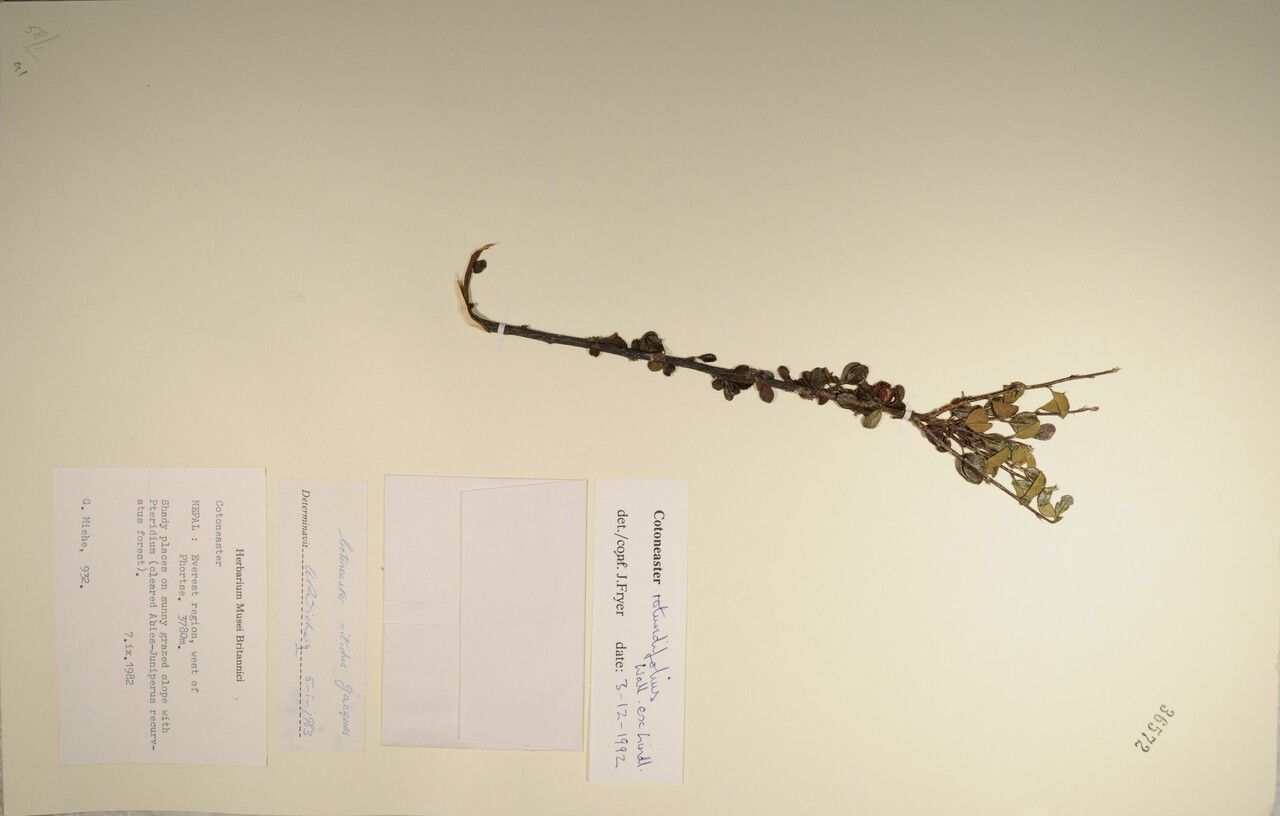 Cotoneaster rotundifolius other